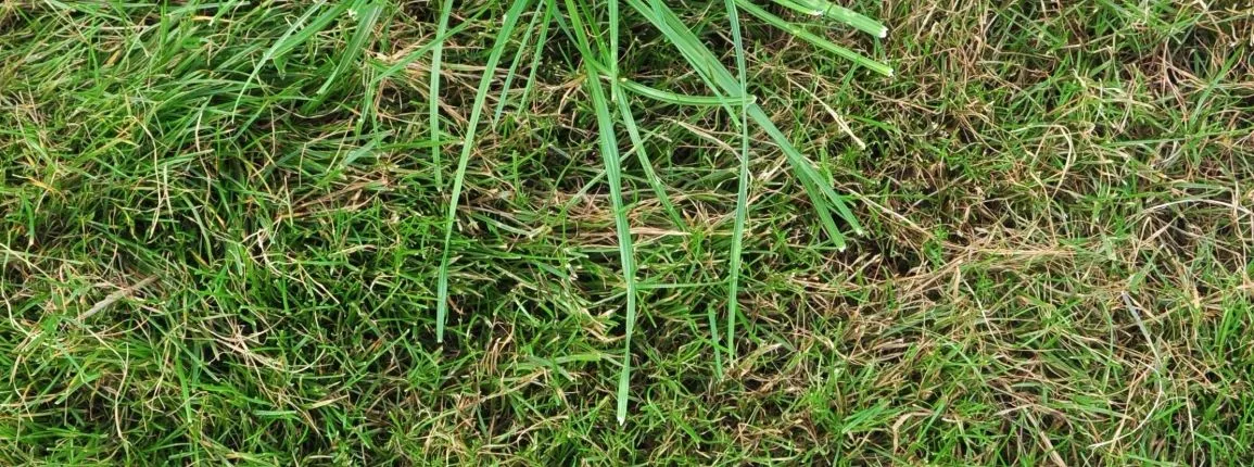 Pâturin