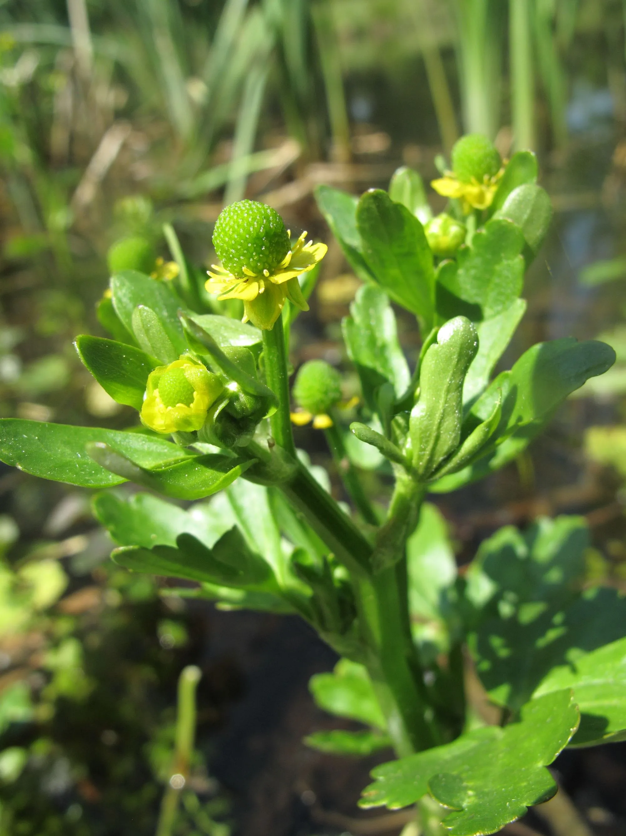 Ranunculus sceleratus