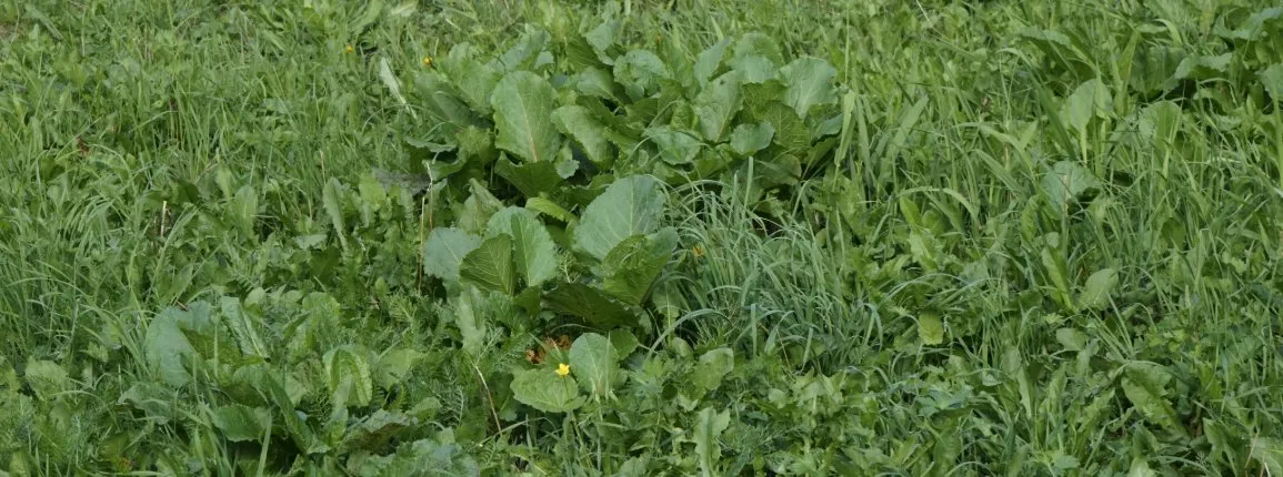 Rumex