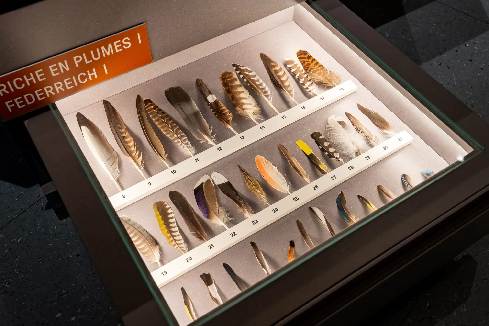 Traces - Empreintes, crottes et plumes - Vue de l'exposition