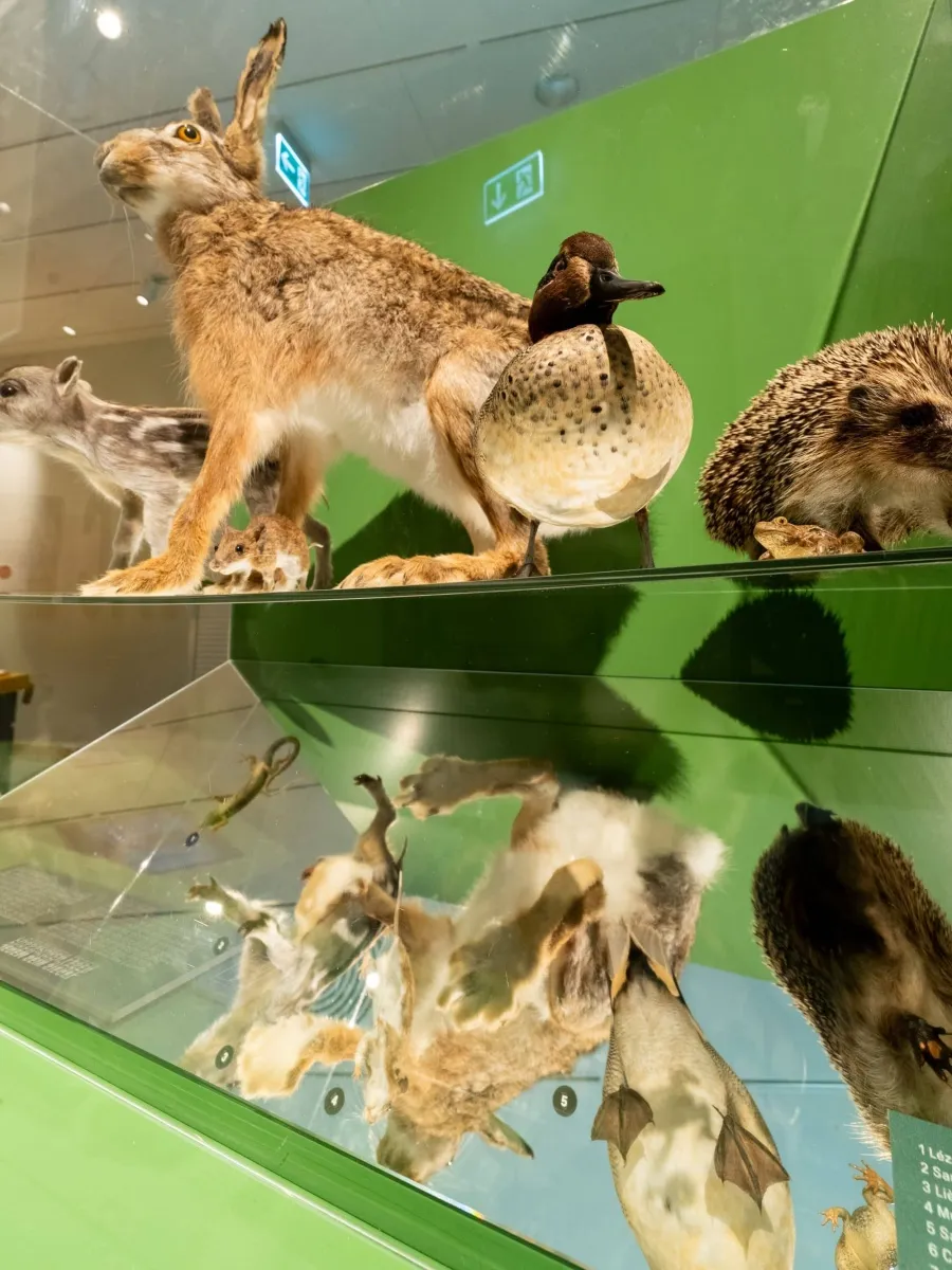 Spuren - Fährten, Frass und Federn