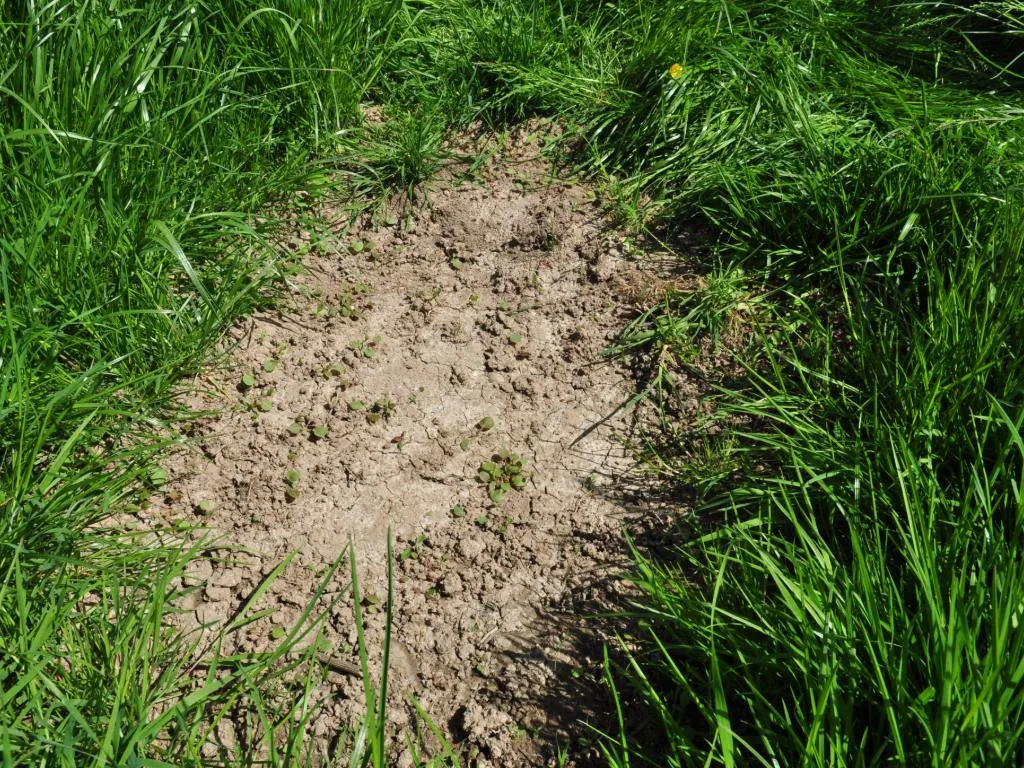 Trous rumex