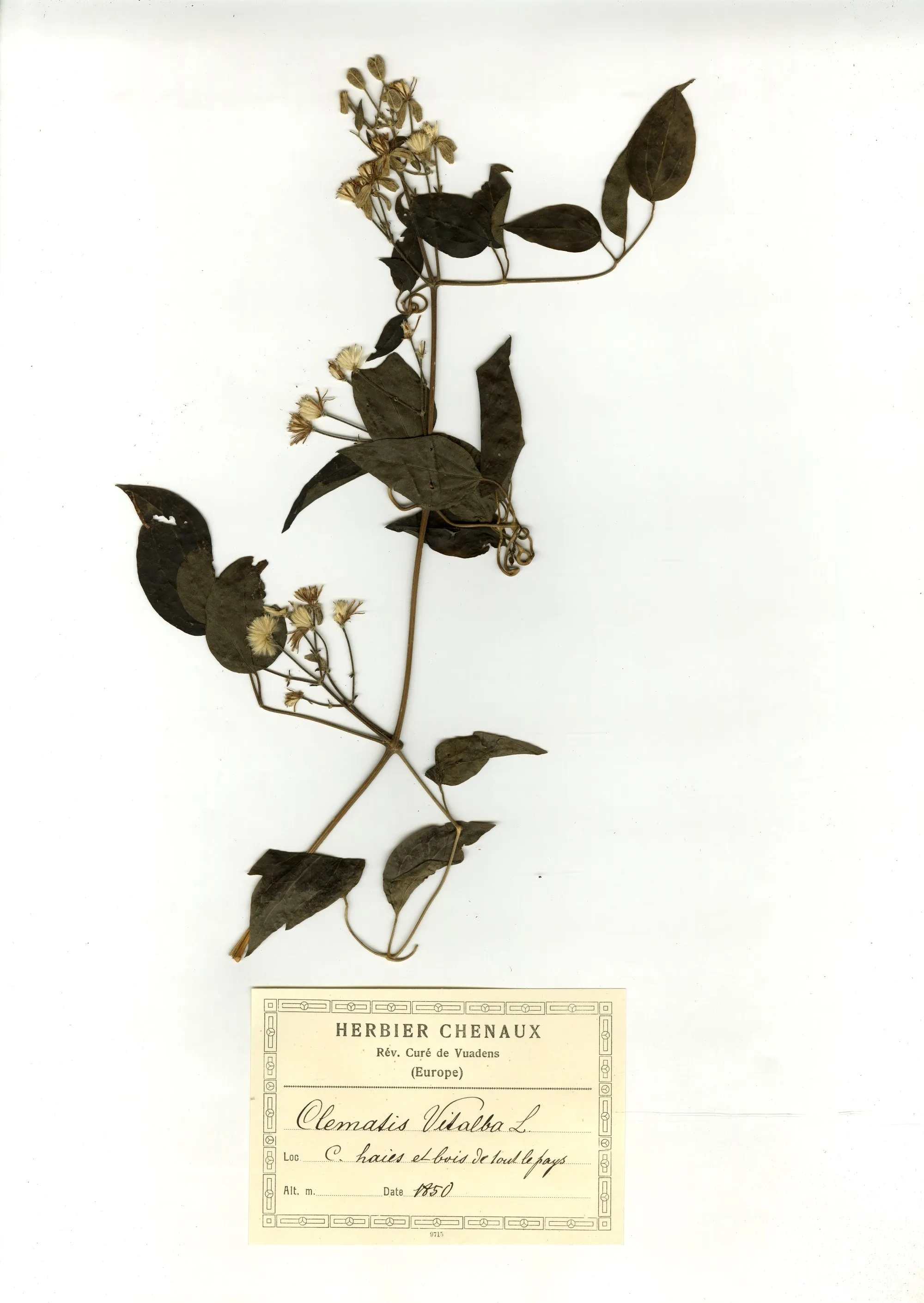 Gewöhnliche Waldrebe, Herbar Chenaux, 1850