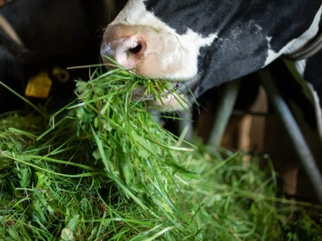 Alimentation