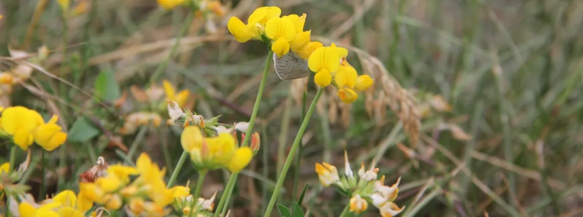 Trouvez le papillon caché dans le lotier corniculé