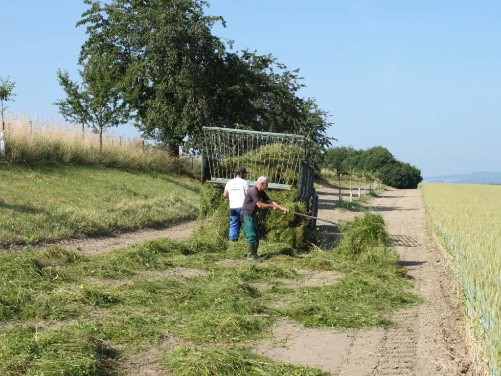 Améliorer la qualité botanique d’une prairie grâce à un transfert de fauche.