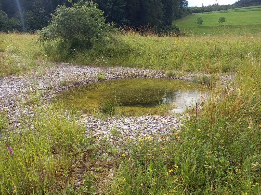 Un plan d’eau : petite surface de grande valeur