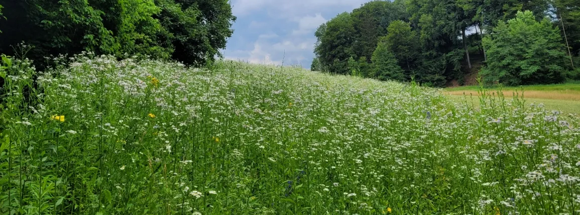 Jachère florale envahie de vergerettes annuelles