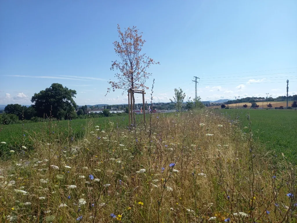 Entre deux cultures : une allée d’arbres indigènes, bordée d’un ourlet, pour permettre les connexions entre les milieux semi-naturels et favoriser les déplacements des auxiliaires.