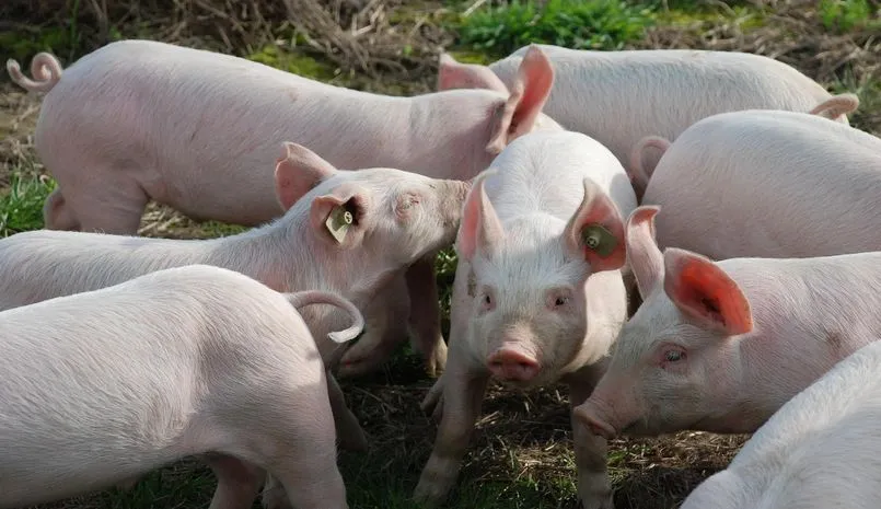 Porcs, attention à la peste porcine