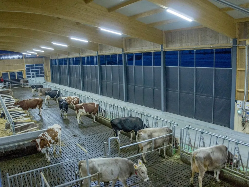 5 idées préconçues sur la lumière pour les vaches