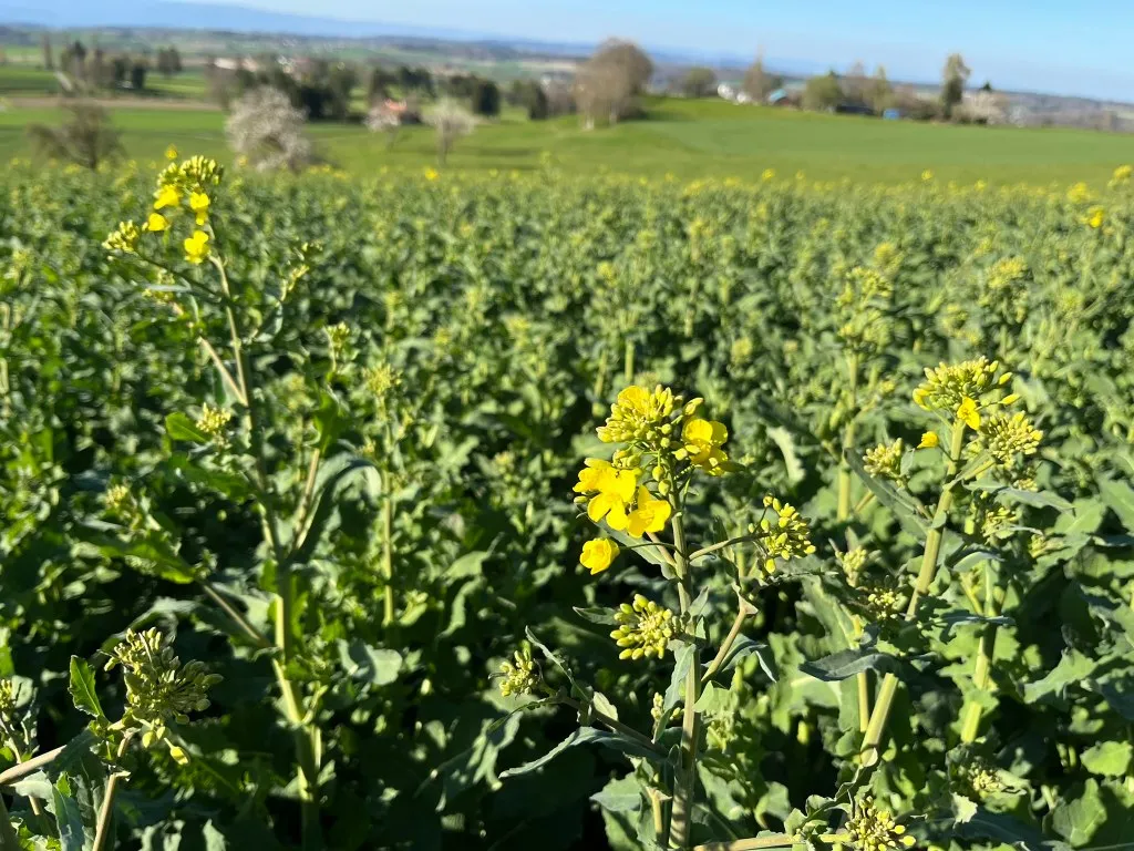 Autorisations spéciales pour l’utilisation de produits phytosanitaires