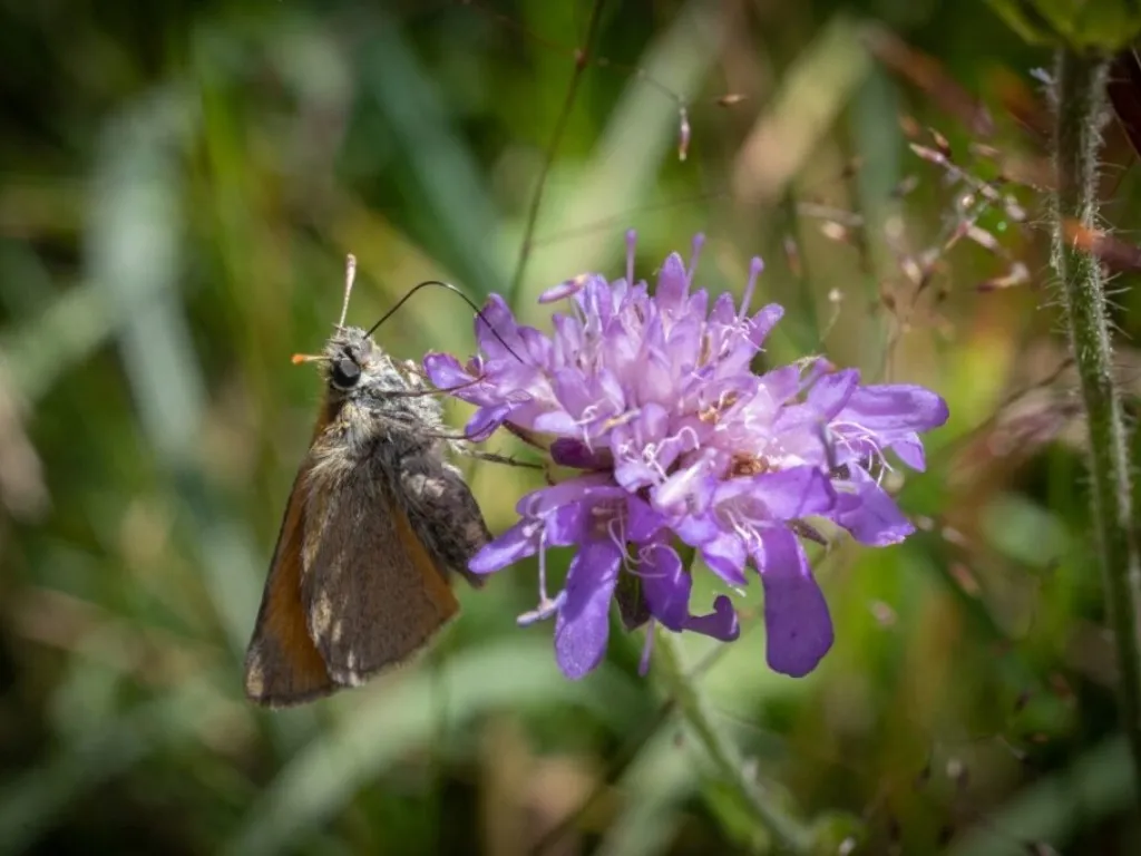 Biodiversité en agriculture