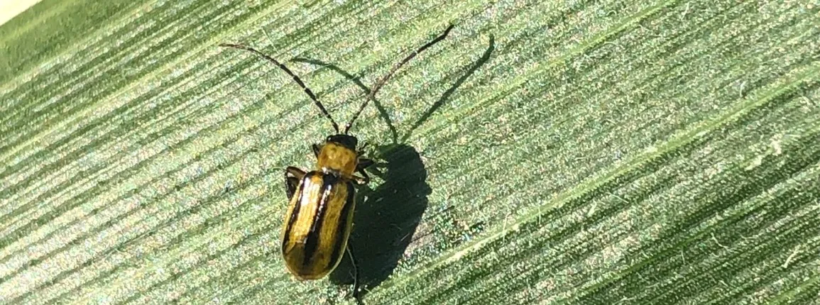 Chrysomèle des racines