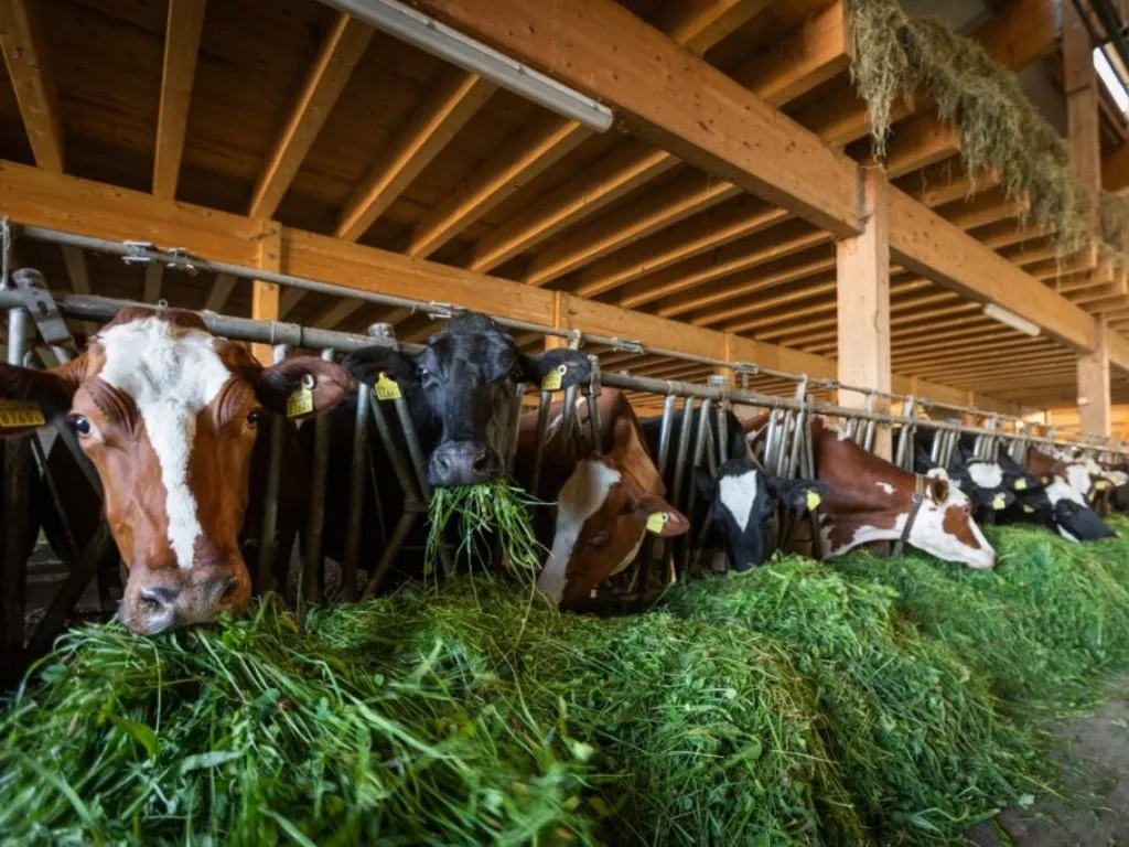 Production animale et fourragère