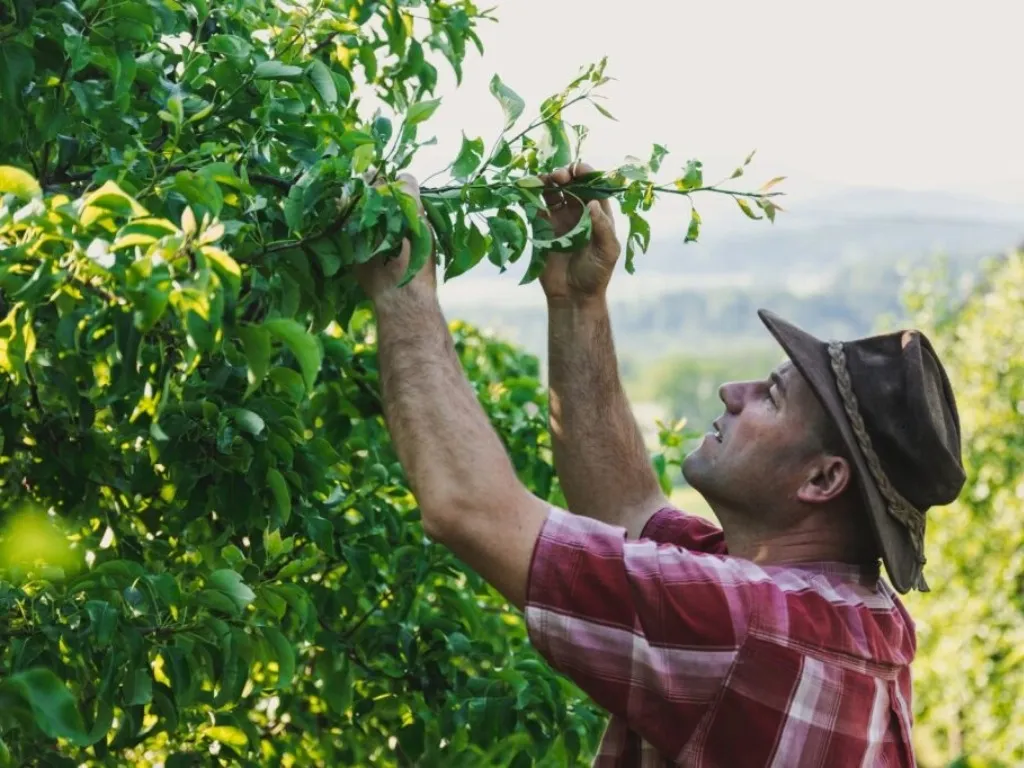 Arboriculture