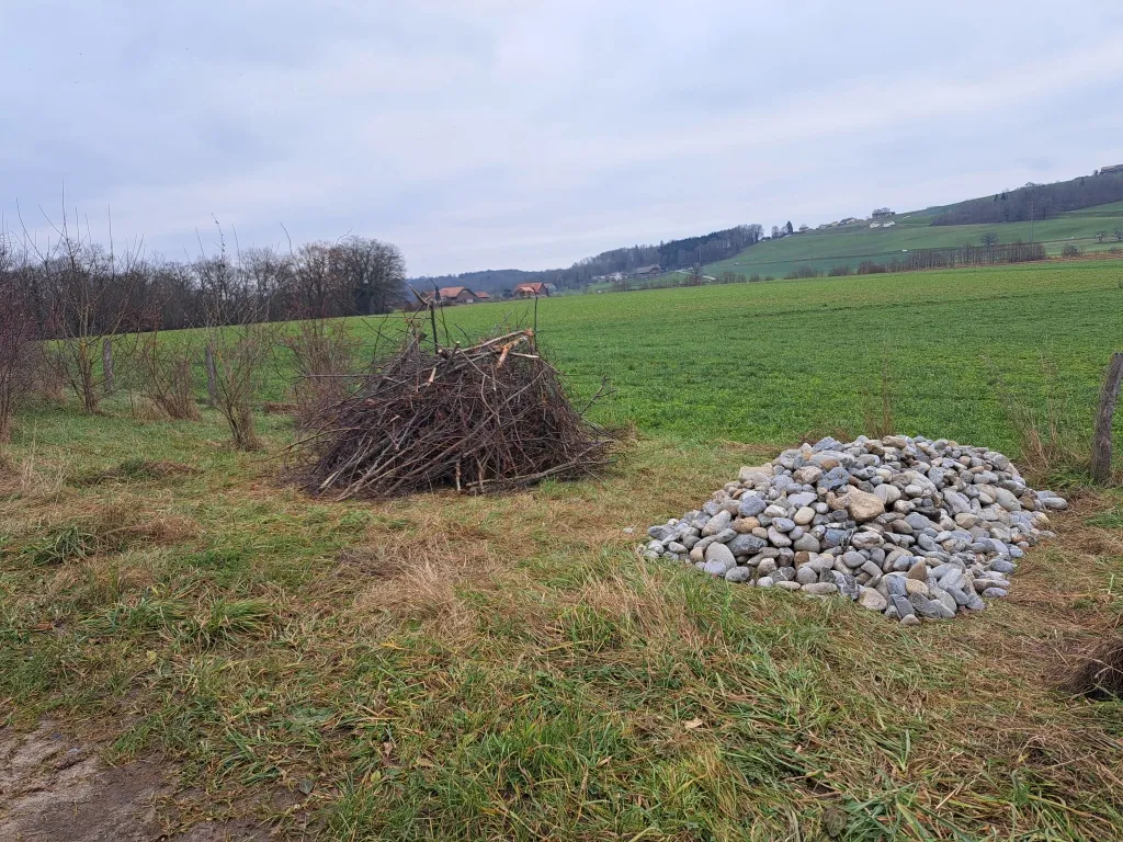 Les tas de branches et de pierres offrent des refuges à de nombreuses espèces, comme l’hermine ou le lézard agile.