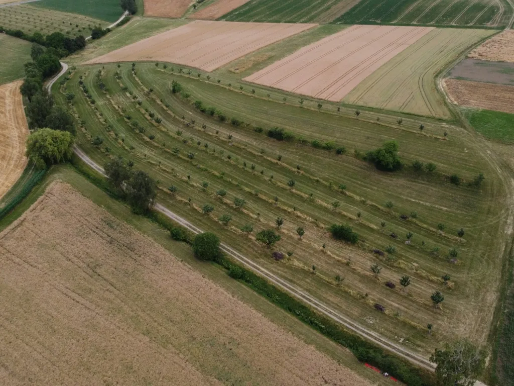 Une parcelle en agroforesterie structure le paysage, bénéficie aux cultures attenantes et favorise la biodiversité.