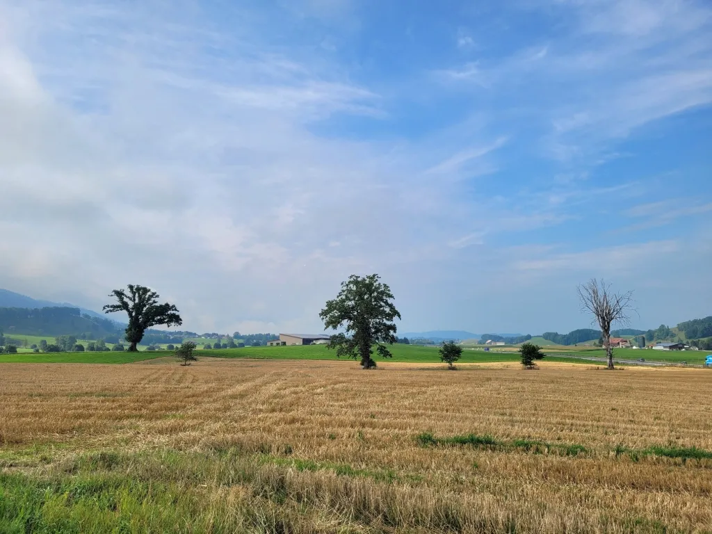 De jeunes arbres sont intégrés entre les vieux arbres isolés et l’arbre mort qui sert aussi d'habitat précieux.