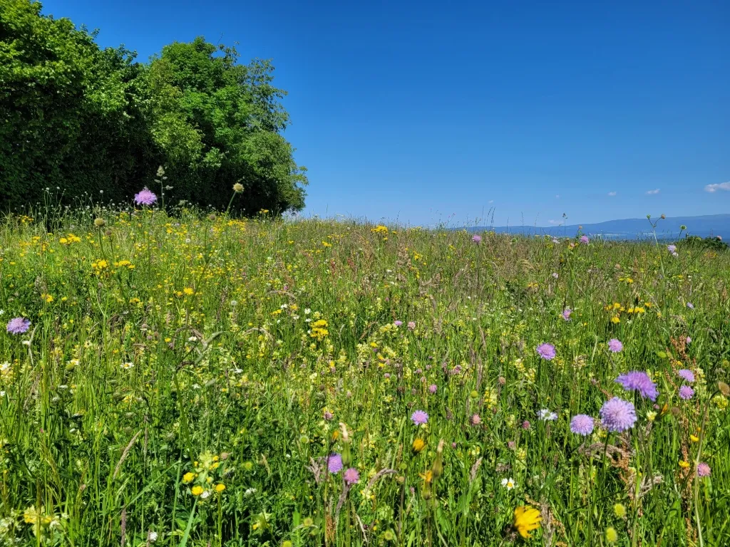 Prairie extensive avec une haute valeur écologique qui pourrait servir de prairie donneuse.