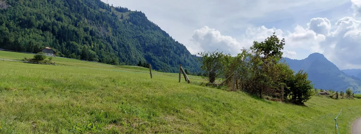 Un groupe de buissons dans une surface herbagère offre gîte et couvert à de nombreuses espèces.