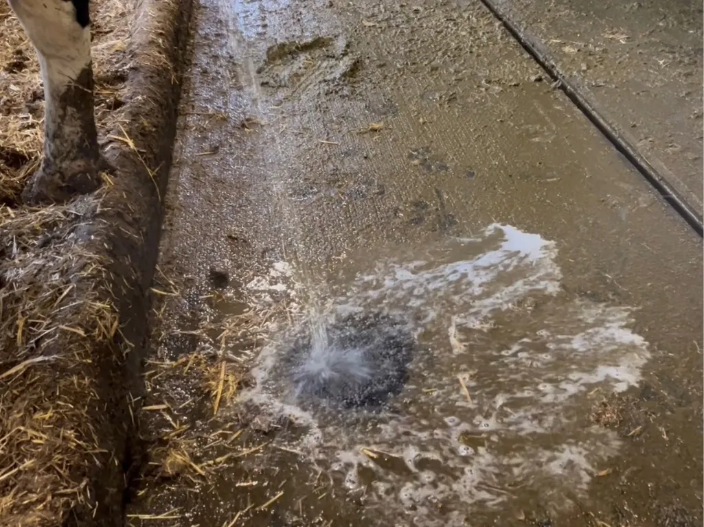 Une inclinaison transversale de 3 % permet à l'urine de s'écouler rapidement dans la gouttière urinaire.