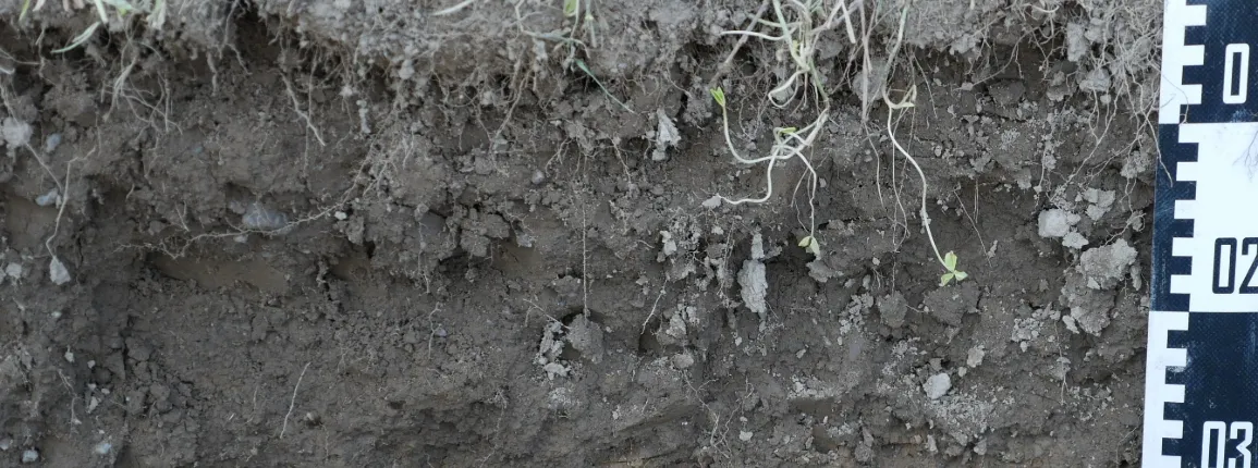 Sol sain : structure poreuse et vivante permettant une bonne infiltration de l’eau et disponibilité des nutriments