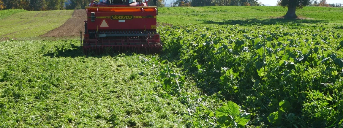 Semis simplifié de céréales dans un engrais vert sur pied