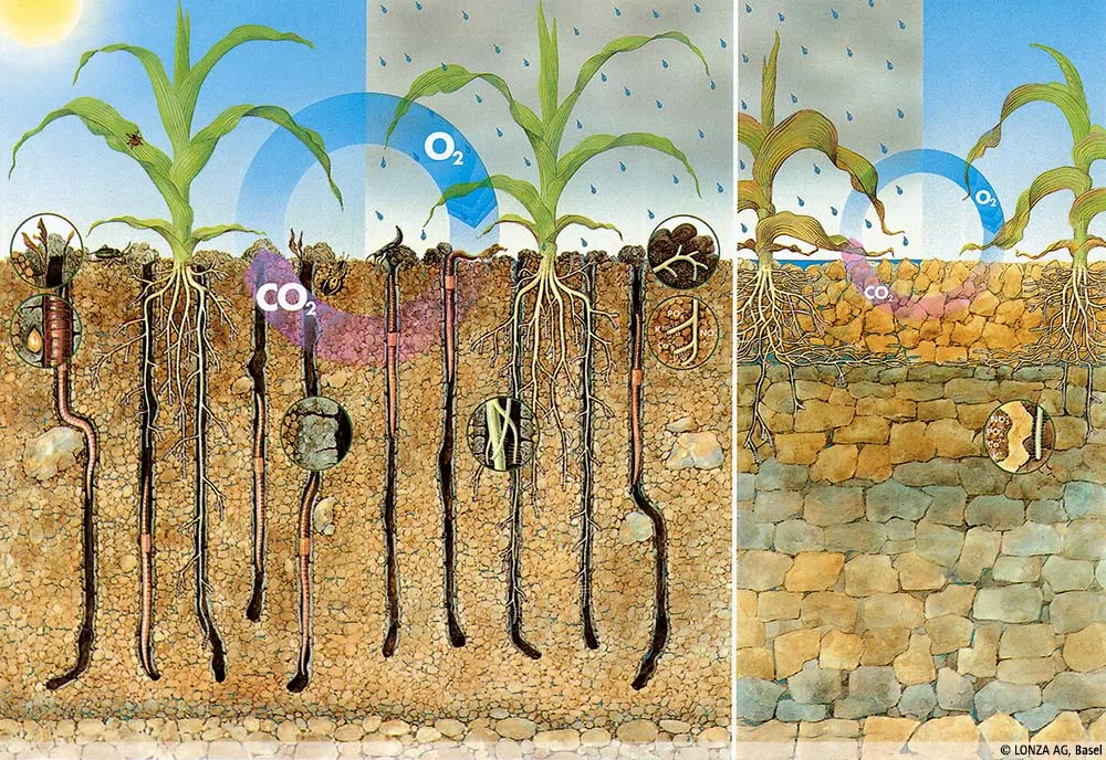 L’échange d’air et d'eau est fortement amélioré si la porosité reste intacte.