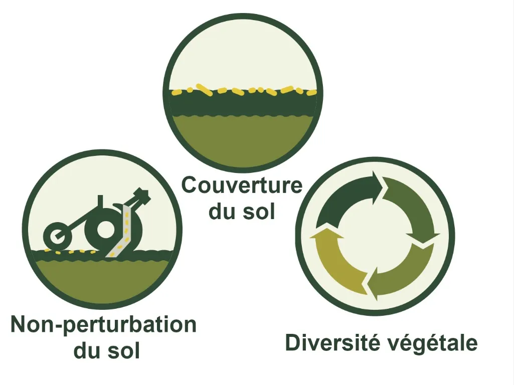 Les trois piliers de l’agriculture de conservation