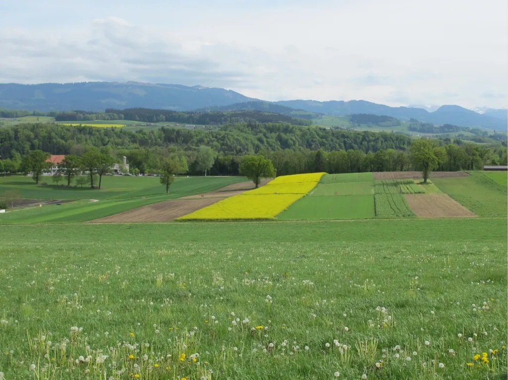La parcelle de démonstration a été établie au cours de l'année agricole 2014-2015.