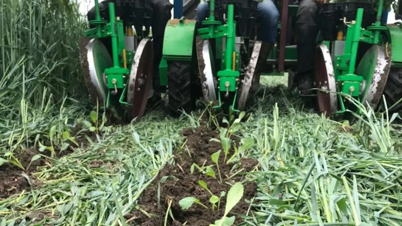 Plantation de légumes après strip-till