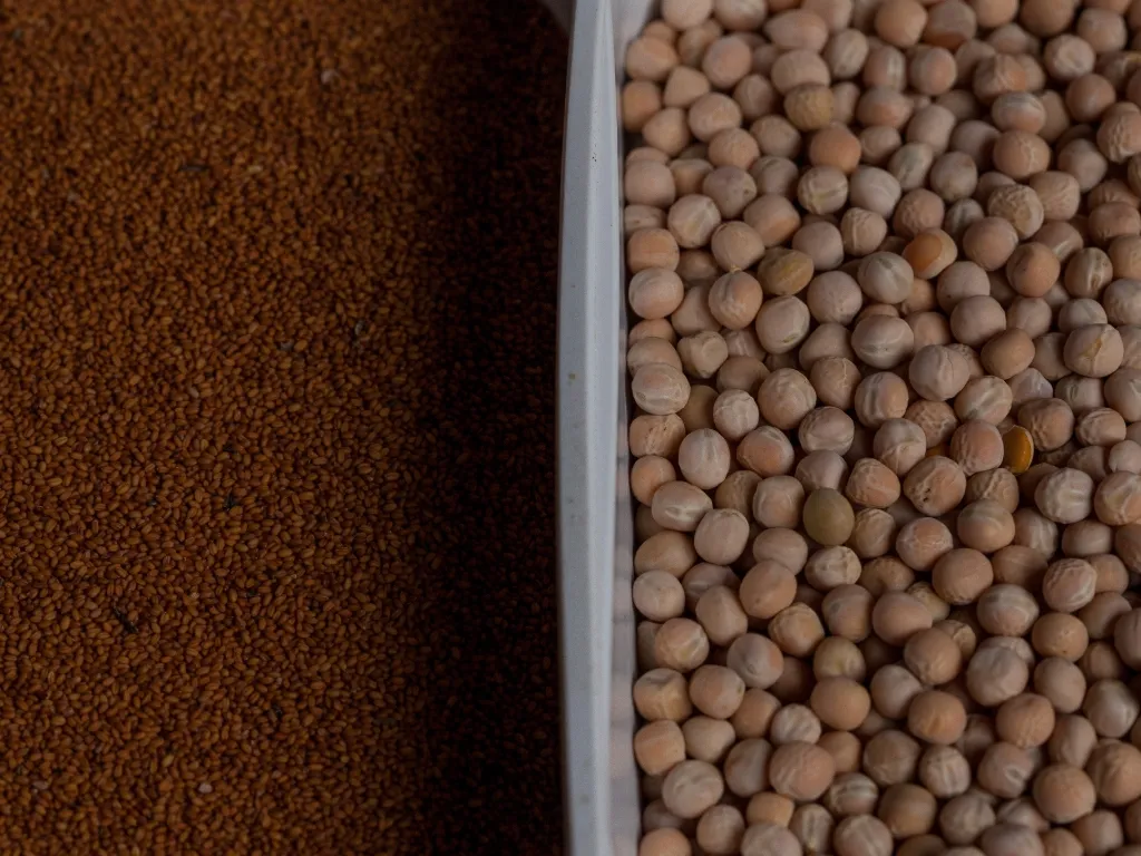 Les légumineuses à graines pour l'alimentation humaine