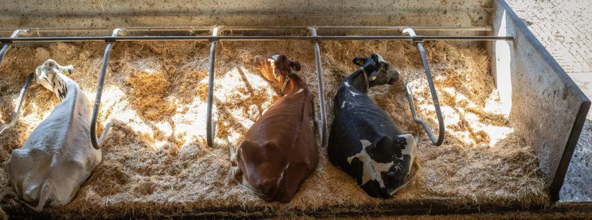 Logettes vaches