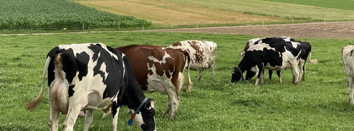 Pâture vaches laitières