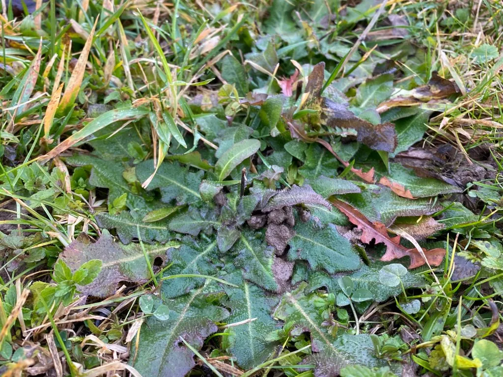 Porcelle (Hypochaeris radicata)