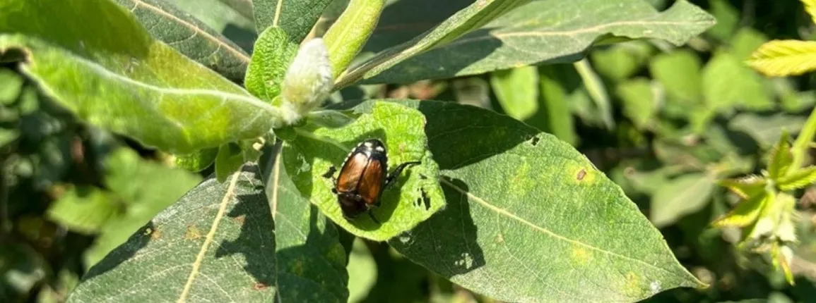 Scarabée japonais (Popillia japonica)