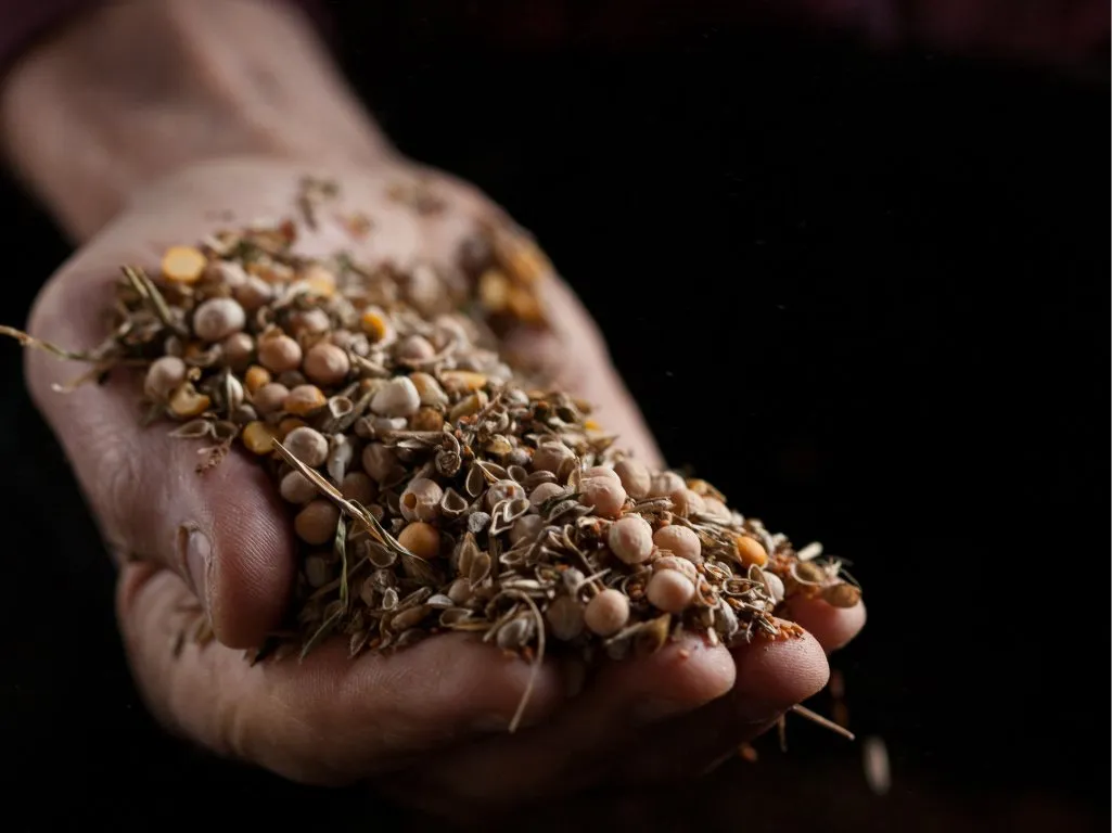 Sorghum