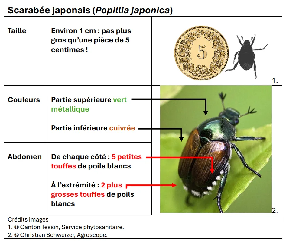 Tableau : Scarabée japonais