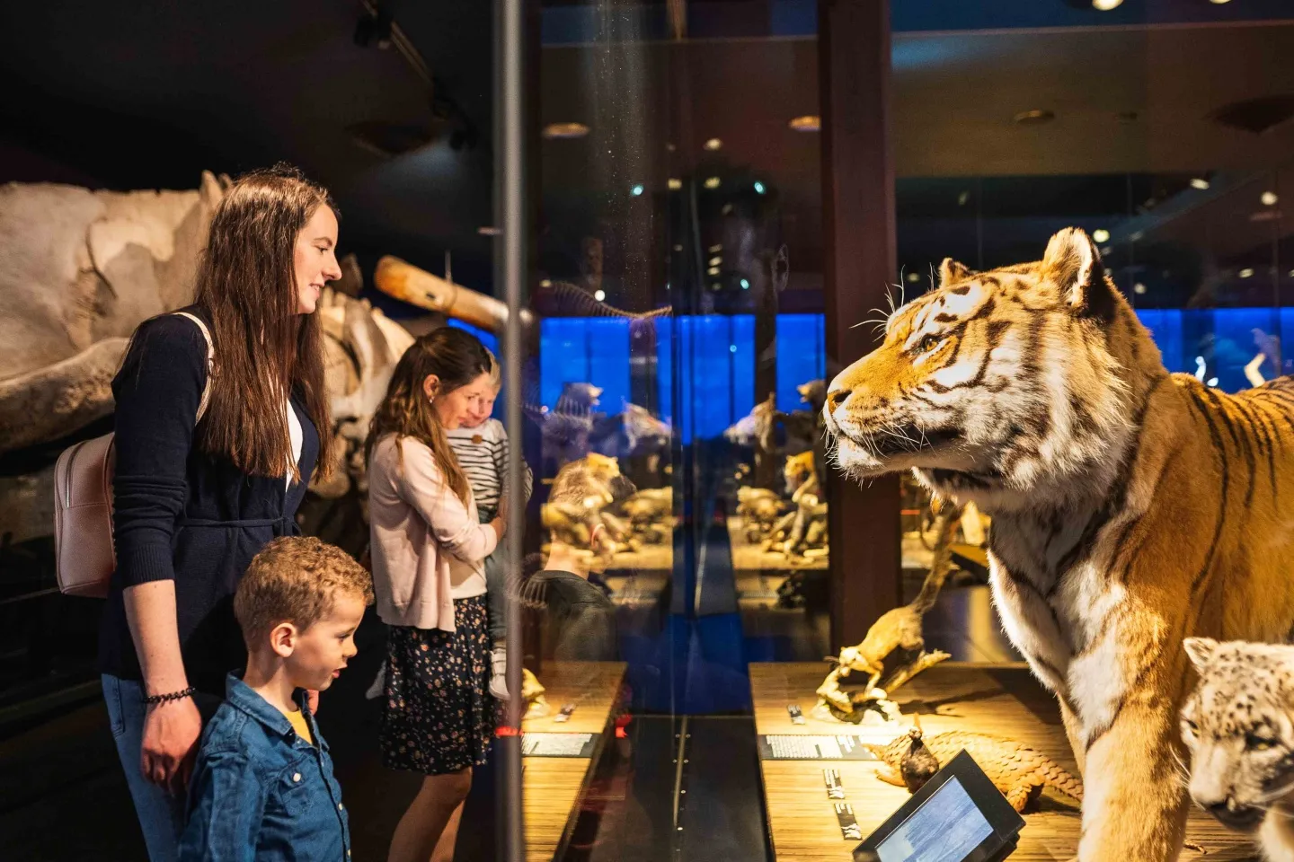 Sibirischer Tiger im Saal der Wirbeltiere aus aller Welt