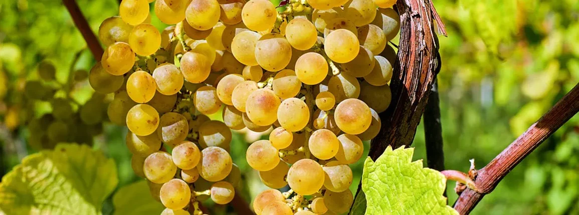 Viticulture Canton Fribourg