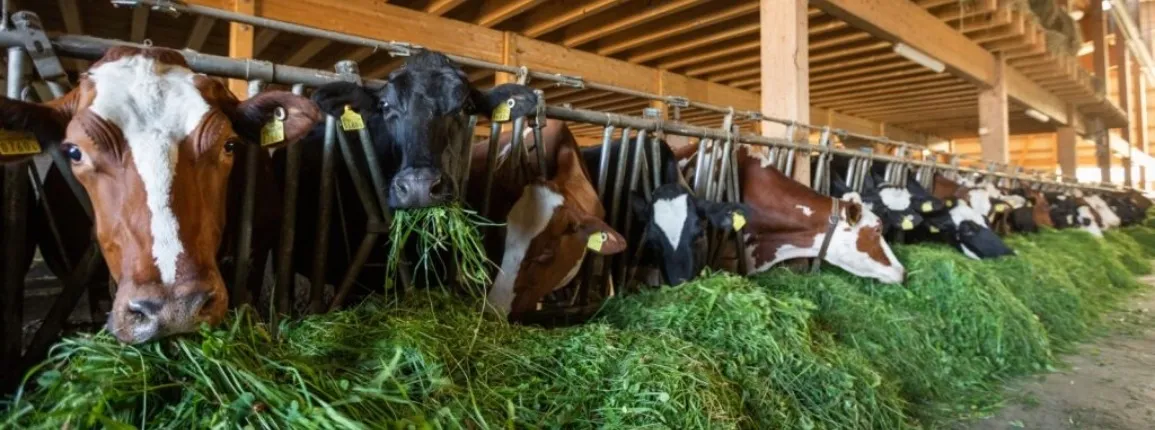 Tier- und Futtermittelproduktion