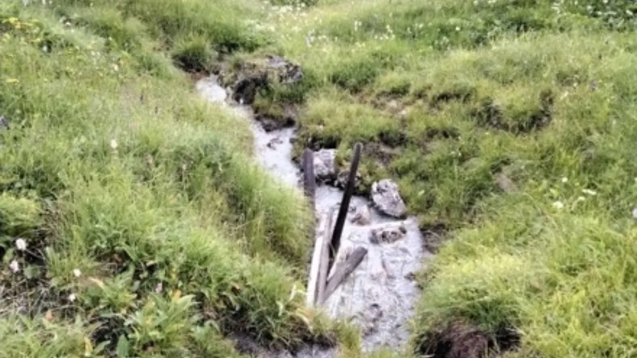 Les sources naturelles offrent un milieu de vie exceptionnel à de nombreuses espèces.