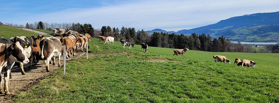 Grangeneuve Sorens Elevage Bovins