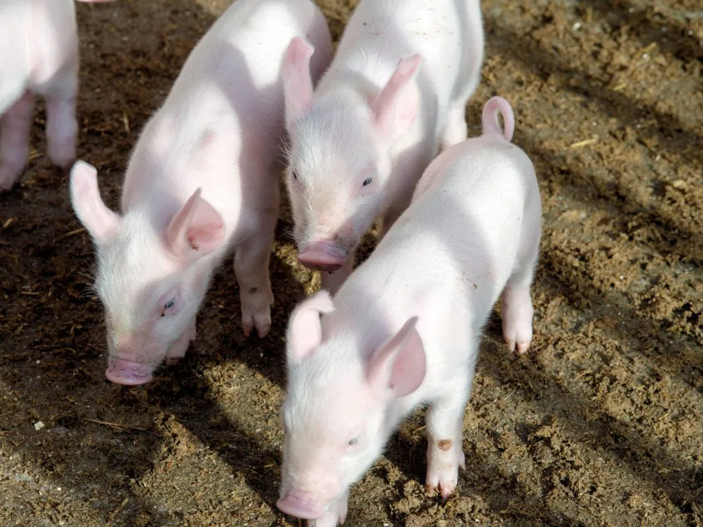 Porcelets à retard de croissance intra utérine