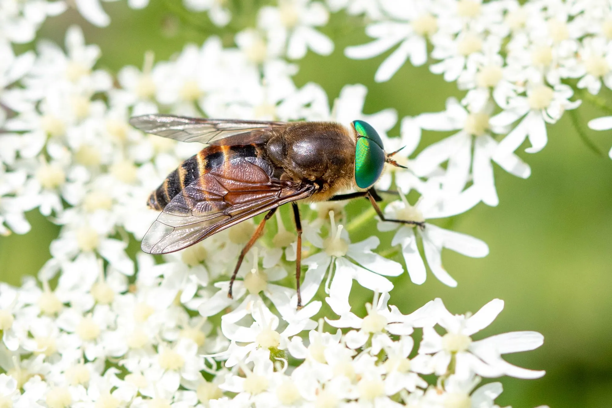 Philipomyia aprica