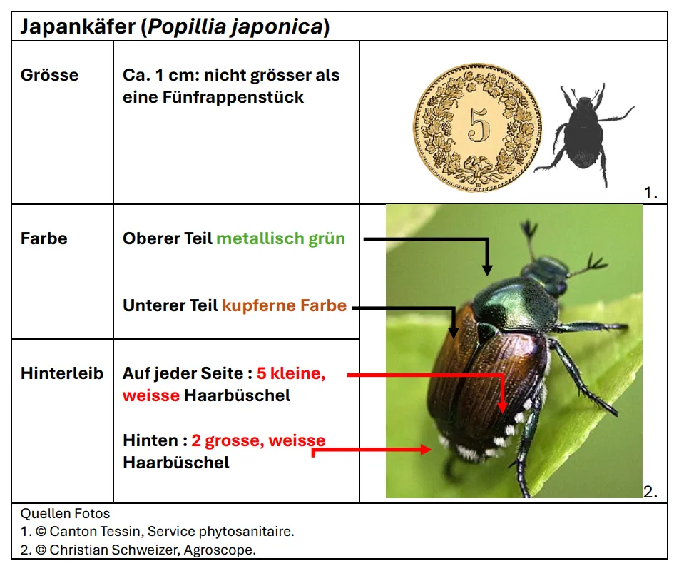 Tabelle: Japankäfer
