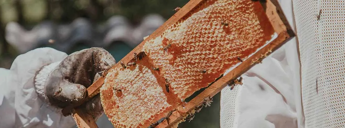 Agriculture Formation Continue Apiculteur