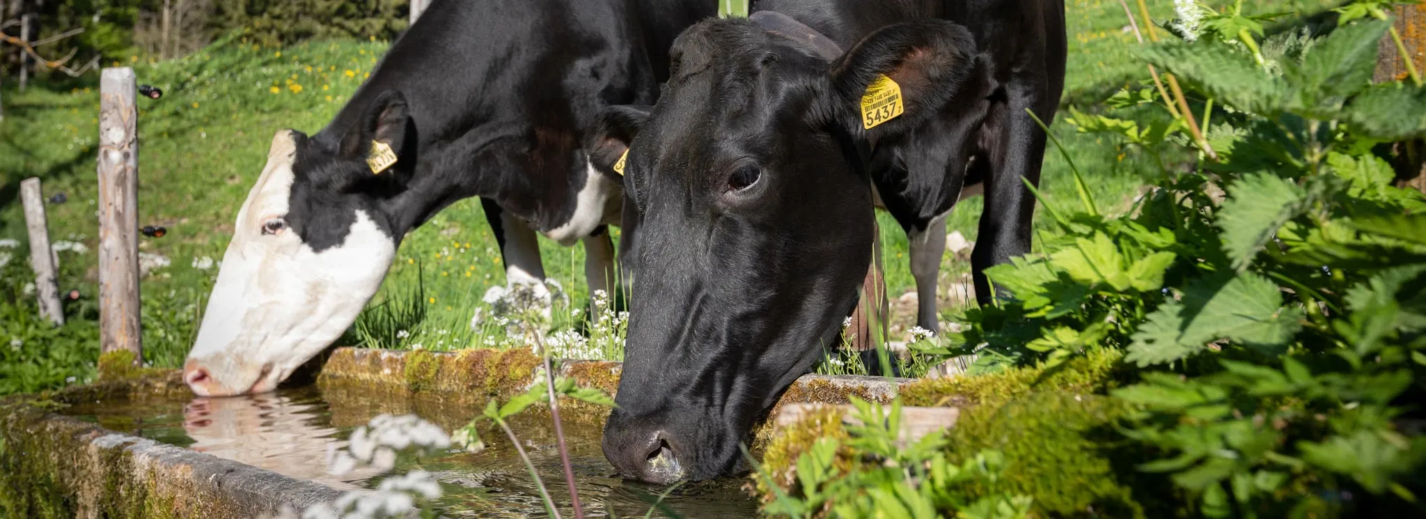 Approvisionnement en eau des alpages