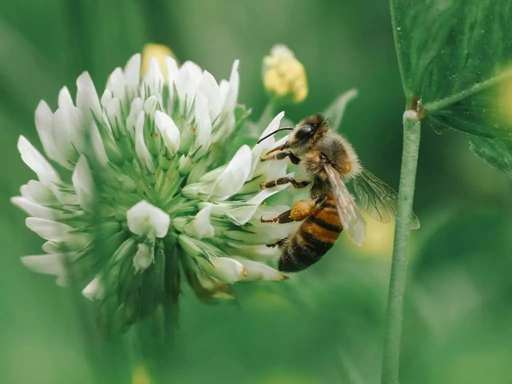 Biodiversité